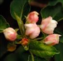 Wild Side Apple Blossoms